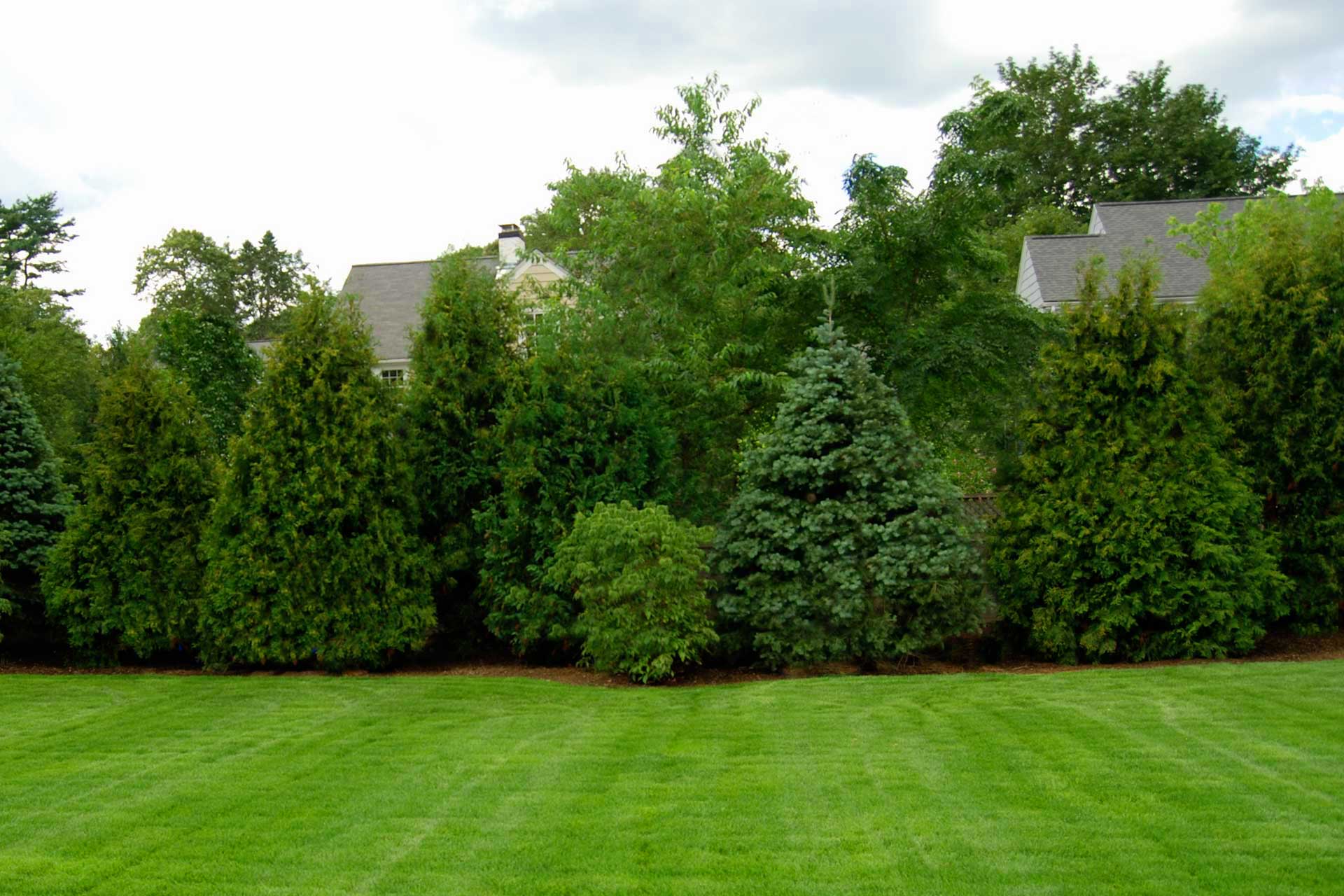 Precisely clipped hedging delivers clean lines and visual buffering, offering privacy without sacrificing a refined garden aesthetic.