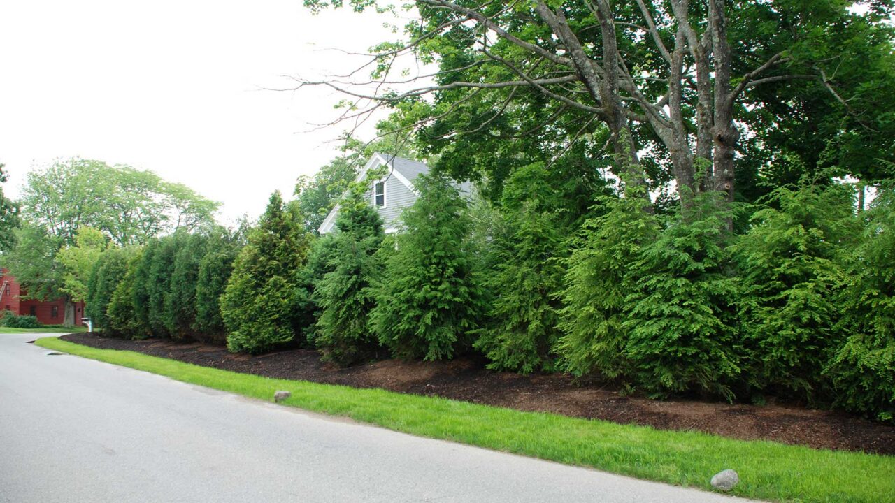 Arborvitae screening along the roadway reduces traffic views and noise while creating a calmer, more enclosed yard.
