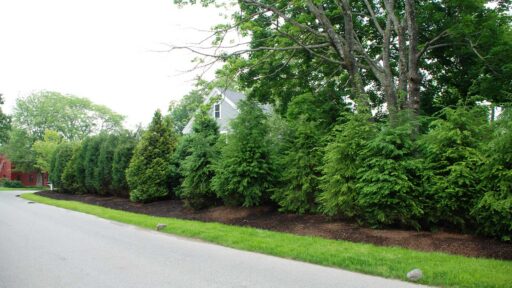 Arborvitae screening along the roadway reduces traffic views and noise while creating a calmer, more enclosed yard.