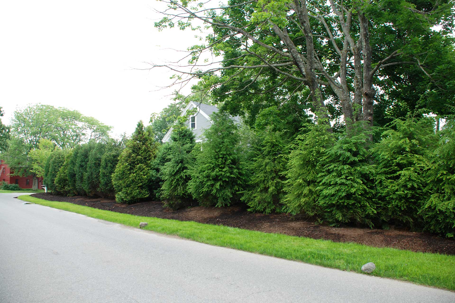 Arborvitae screening along the roadway reduces traffic views and noise while creating a calmer, more enclosed yard.