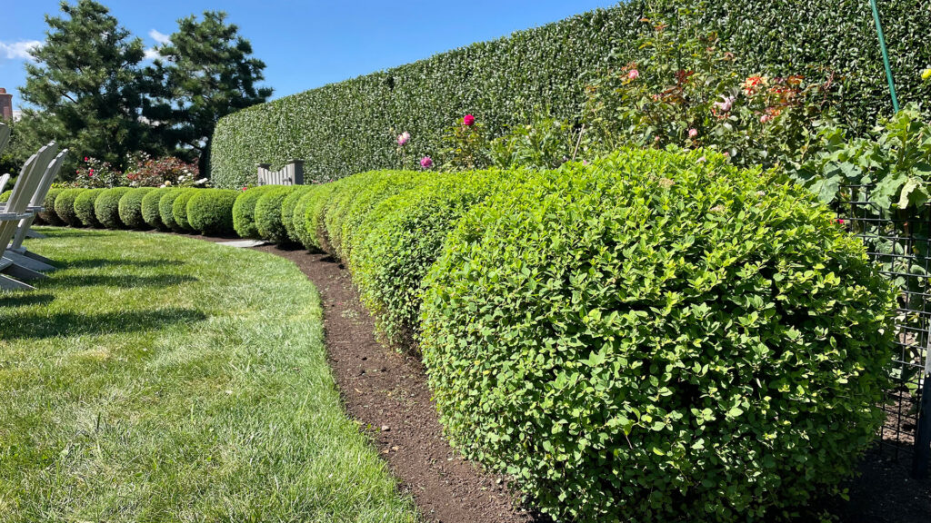 Wellesley, MA - curved boxwood hedge defines the lawn edge, offering evergreen privacy and a refined transition between open space and planting.