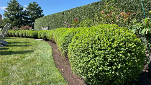 Wellesley, MA - curved boxwood hedge defines the lawn edge, offering evergreen privacy and a refined transition between open space and planting.