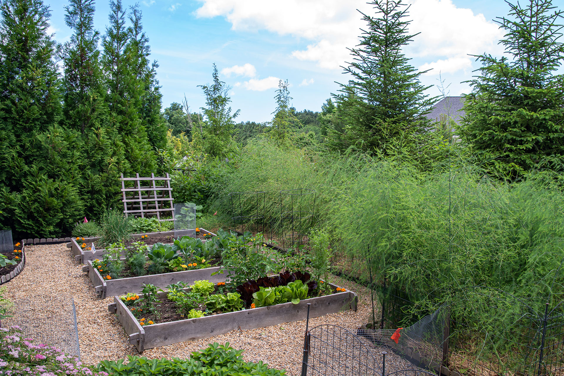 Asparagus beds with screening and gravel paths support long-term perennial crops suited to New England growing conditions.