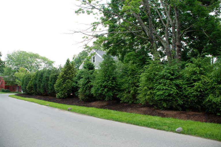 transformations - after - year round plantings for privacy