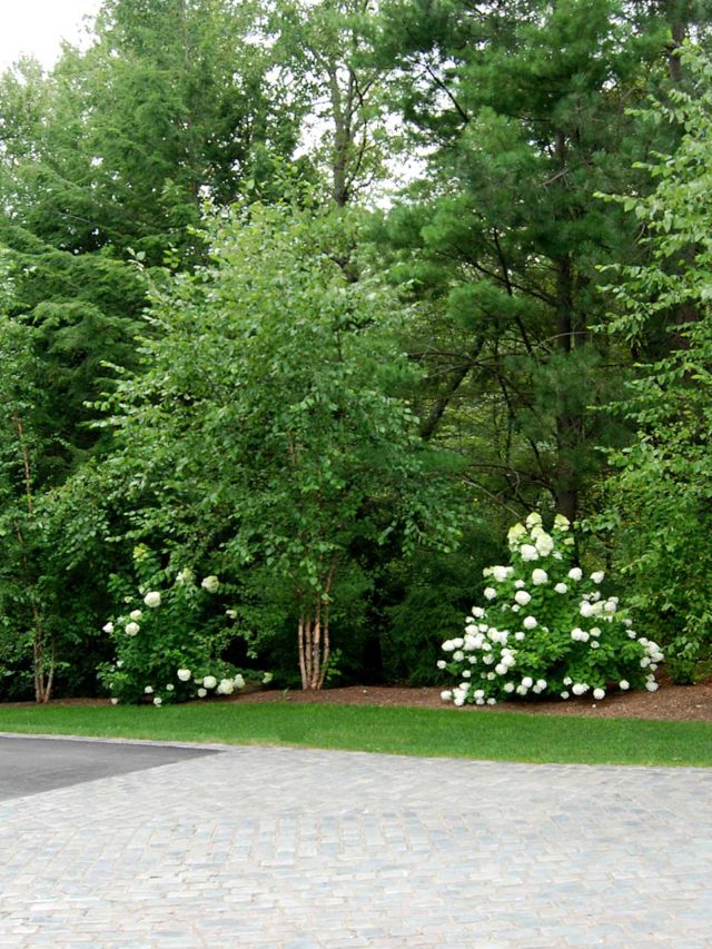 Weston, MA - A mixed planting bed border of birch, hydrangea, and evergreen treees line the drive and parking area.