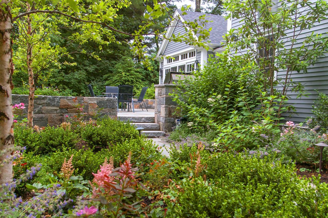 Wellesley, MA - Garden beds provide texture and color throughout the seasons thanks to flowering perennials, deciduous and evergreen shrubs, and interesting birch bark.